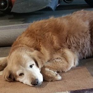 Meet your Posher, Margie